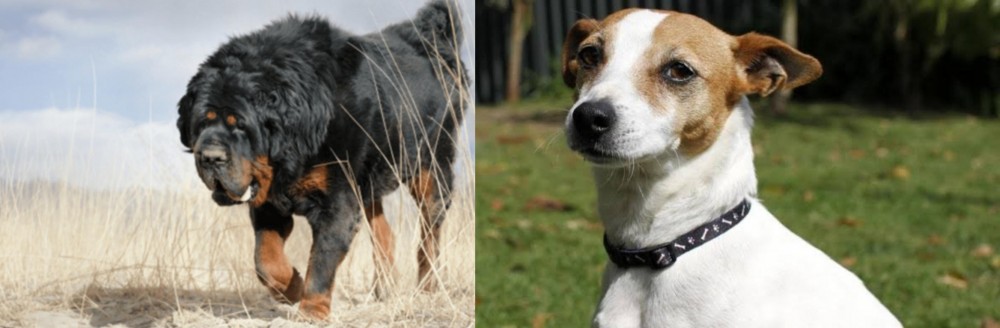Tenterfield Terrier vs Gaddi Kutta - Breed Comparison