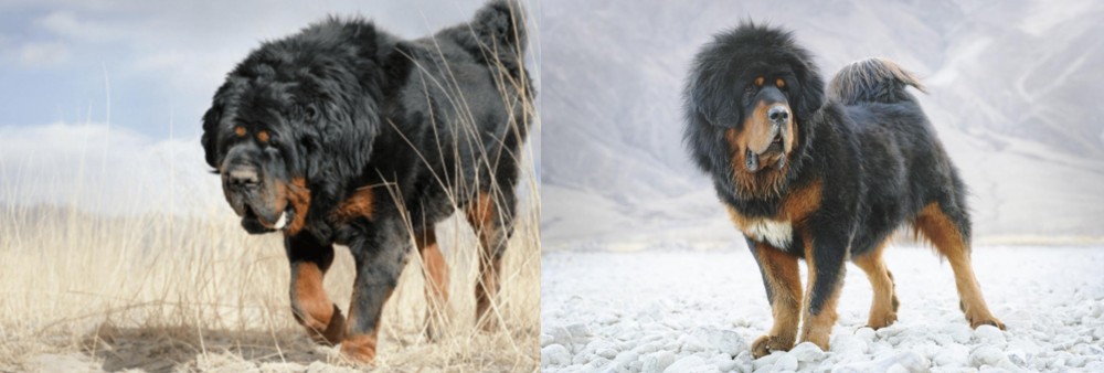 Tibetan Mastiff vs Gaddi Kutta - Breed Comparison