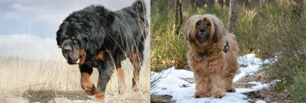 Tibetan Terrier vs Gaddi Kutta - Breed Comparison