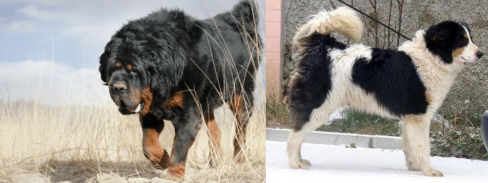 Tornjak vs Gaddi Kutta - Breed Comparison
