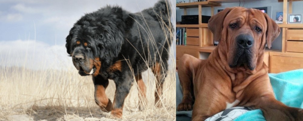 Tosa vs Gaddi Kutta - Breed Comparison