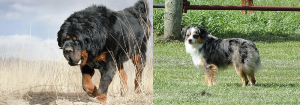 Toy Australian Shepherd vs Gaddi Kutta - Breed Comparison