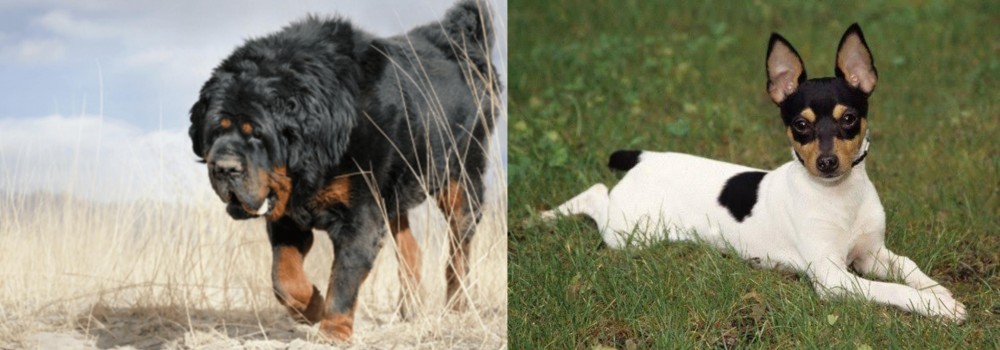 Toy Fox Terrier vs Gaddi Kutta - Breed Comparison