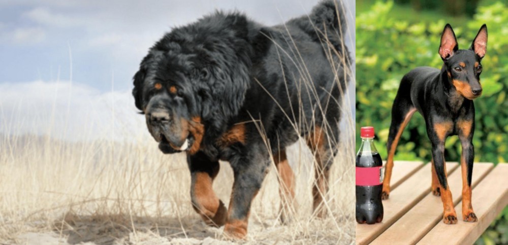 Toy Manchester Terrier vs Gaddi Kutta - Breed Comparison