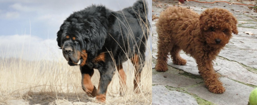 Toy Poodle vs Gaddi Kutta - Breed Comparison