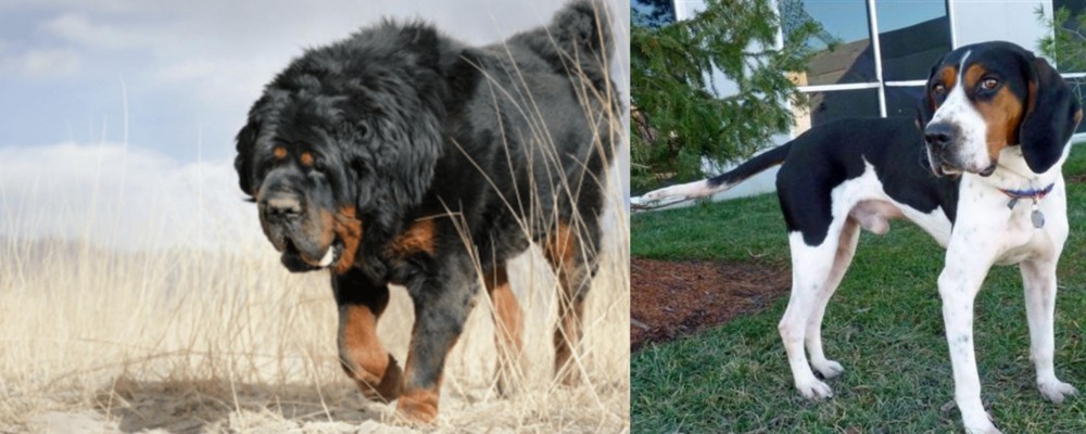 Treeing Walker Coonhound vs Gaddi Kutta - Breed Comparison