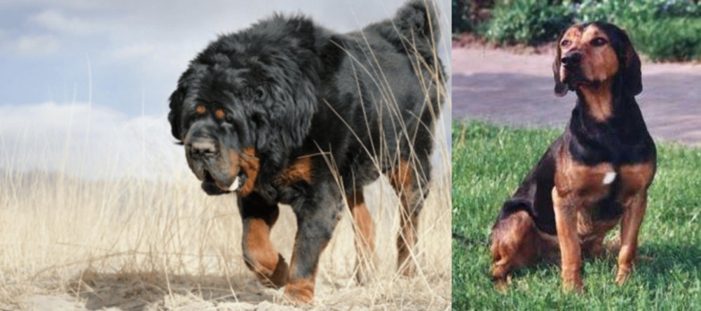 Tyrolean Hound vs Gaddi Kutta - Breed Comparison