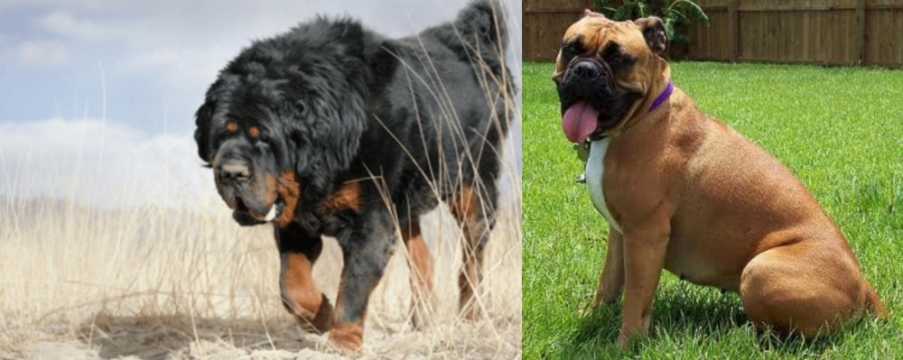 Valley Bulldog vs Gaddi Kutta - Breed Comparison