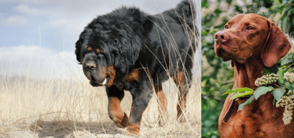 Vizsla vs Gaddi Kutta - Breed Comparison