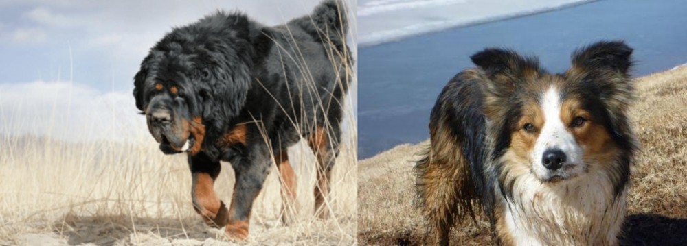 Welsh Sheepdog vs Gaddi Kutta - Breed Comparison