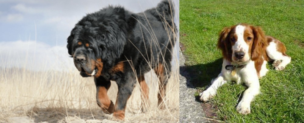 Welsh Springer Spaniel vs Gaddi Kutta - Breed Comparison