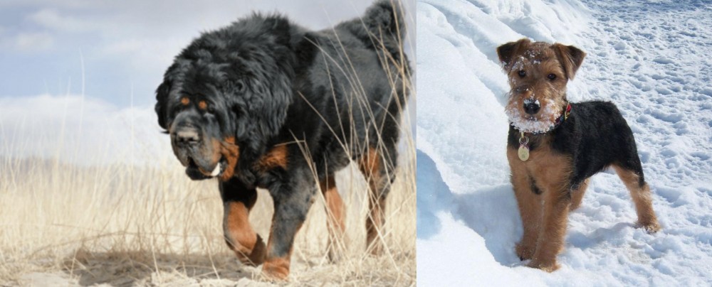 Welsh Terrier vs Gaddi Kutta - Breed Comparison