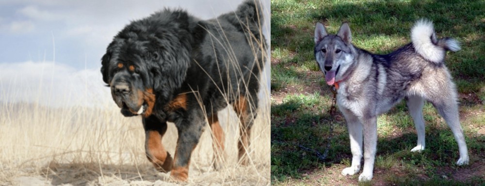 West Siberian Laika vs Gaddi Kutta - Breed Comparison