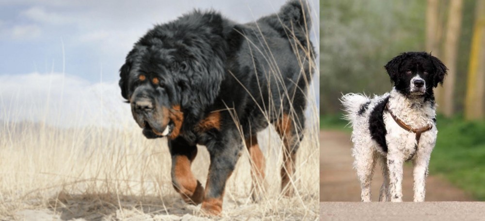 Wetterhoun vs Gaddi Kutta - Breed Comparison