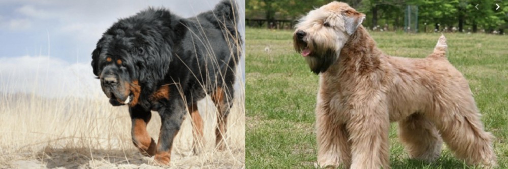 Wheaten Terrier vs Gaddi Kutta - Breed Comparison