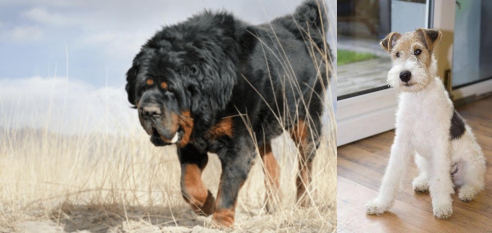 Wire Fox Terrier vs Gaddi Kutta - Breed Comparison