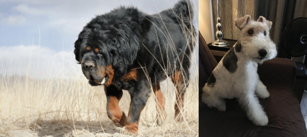Wire Haired Fox Terrier vs Gaddi Kutta - Breed Comparison