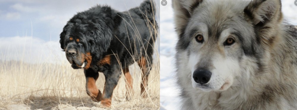 Wolfdog vs Gaddi Kutta - Breed Comparison
