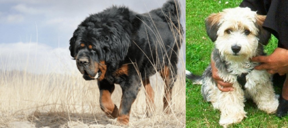 Yo-Chon vs Gaddi Kutta - Breed Comparison