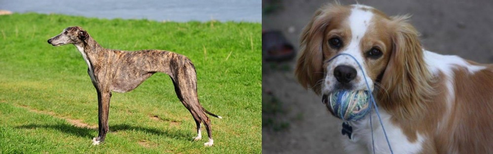 Cockalier vs Galgo Espanol - Breed Comparison