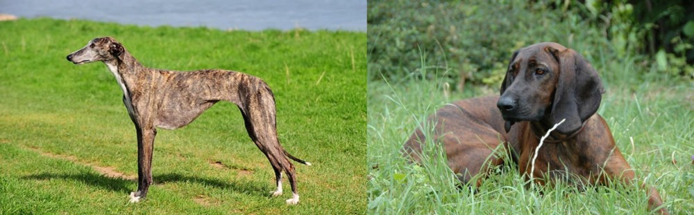 Hanover Hound vs Galgo Espanol - Breed Comparison