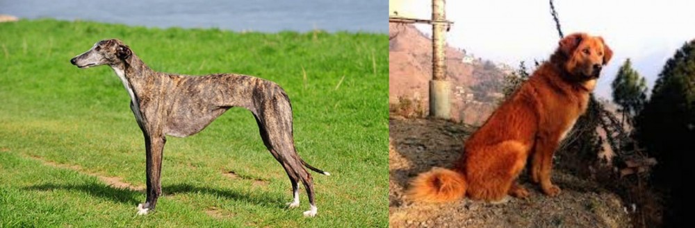 Himalayan Sheepdog vs Galgo Espanol - Breed Comparison