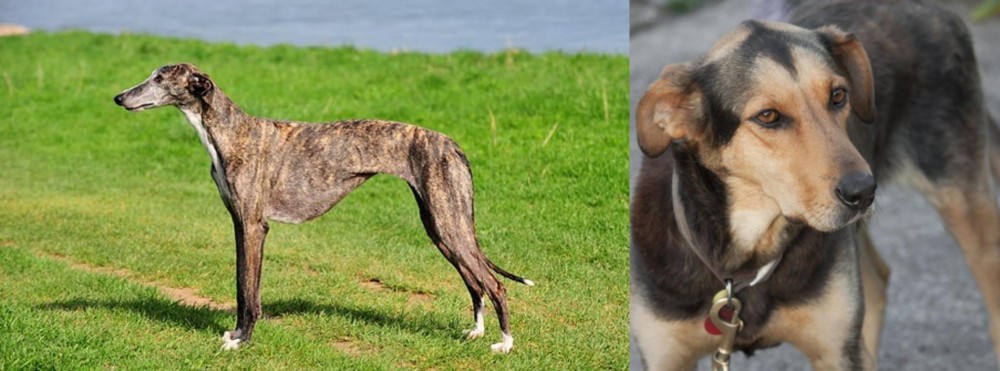 Huntaway vs Galgo Espanol - Breed Comparison