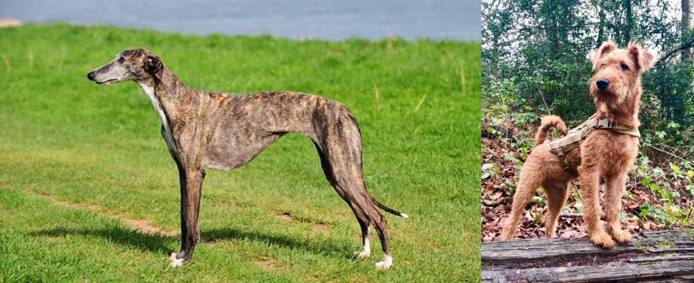 Irish Terrier vs Galgo Espanol - Breed Comparison