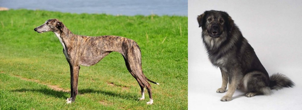 Istrian Sheepdog vs Galgo Espanol - Breed Comparison