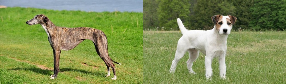 Jack Russell Terrier vs Galgo Espanol - Breed Comparison