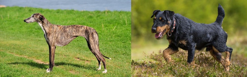 Jagdterrier vs Galgo Espanol - Breed Comparison