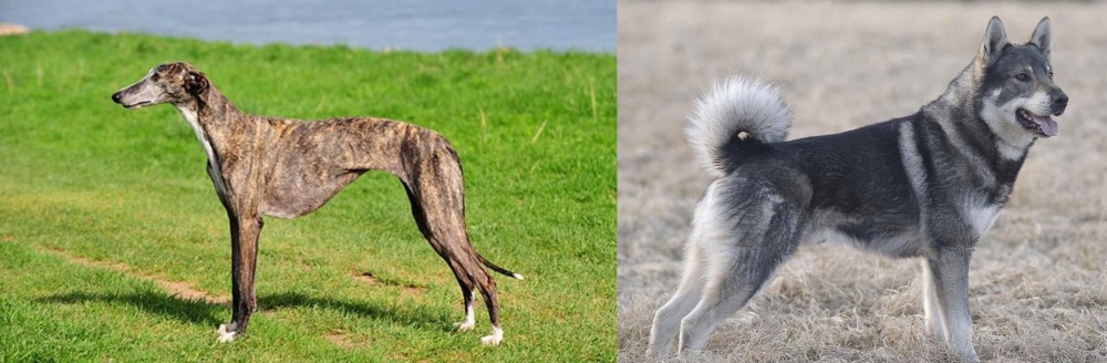 Jamthund vs Galgo Espanol - Breed Comparison