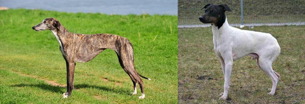 Japanese Terrier vs Galgo Espanol - Breed Comparison