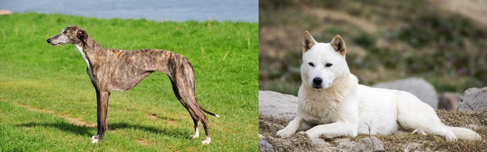Jindo vs Galgo Espanol - Breed Comparison