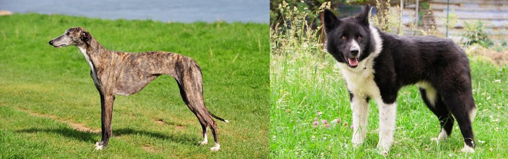 Karelian Bear Dog vs Galgo Espanol - Breed Comparison