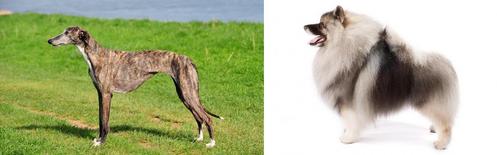 Keeshond vs Galgo Espanol - Breed Comparison