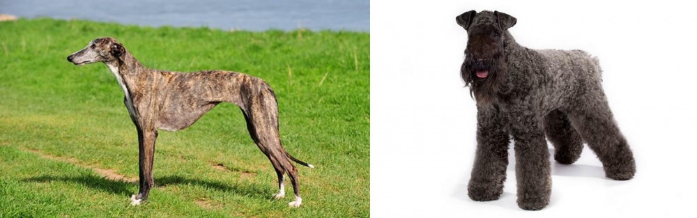 Kerry Blue Terrier vs Galgo Espanol - Breed Comparison