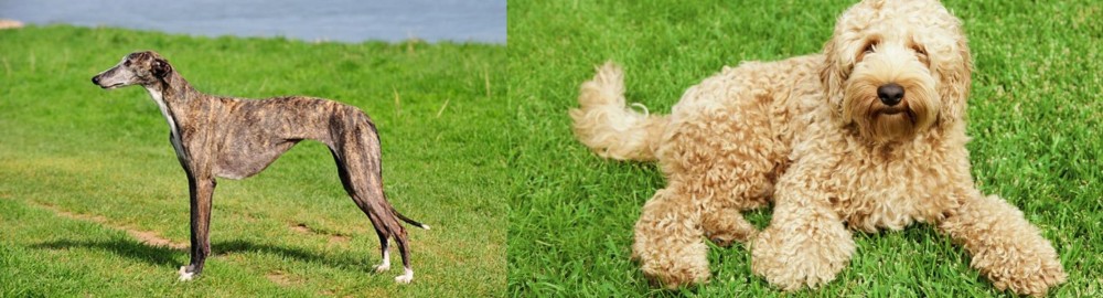 Labradoodle vs Galgo Espanol - Breed Comparison