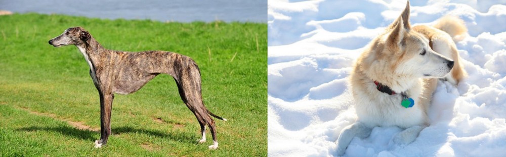 Labrador Husky vs Galgo Espanol - Breed Comparison