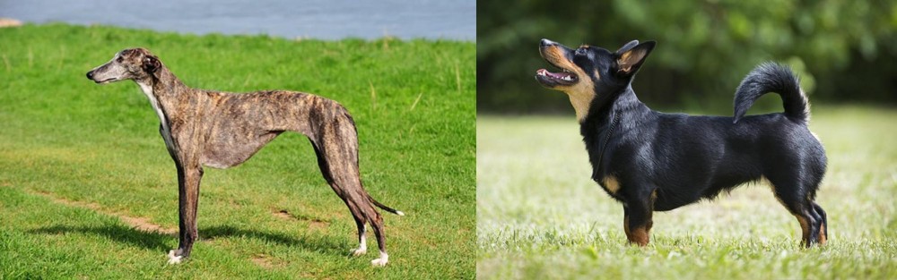 Lancashire Heeler vs Galgo Espanol - Breed Comparison
