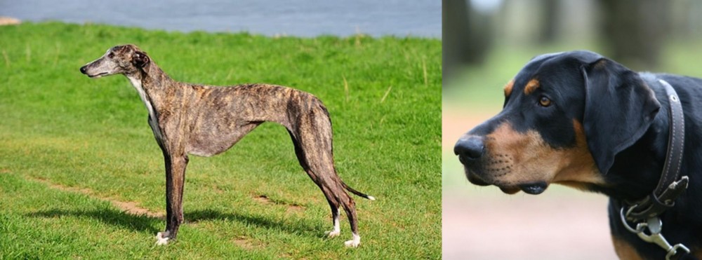 Lithuanian Hound vs Galgo Espanol - Breed Comparison