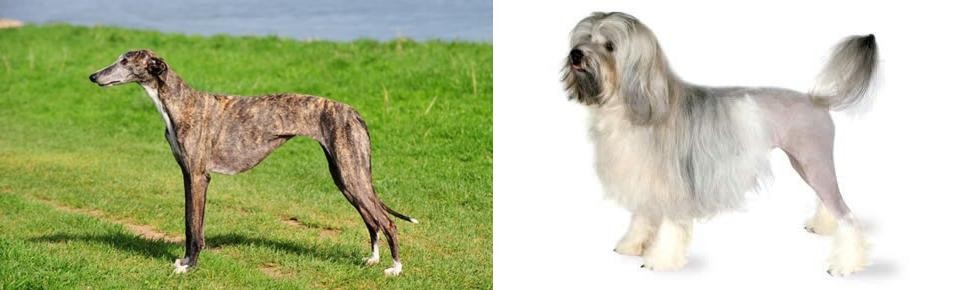 Lowchen vs Galgo Espanol - Breed Comparison
