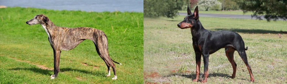 Manchester Terrier vs Galgo Espanol - Breed Comparison