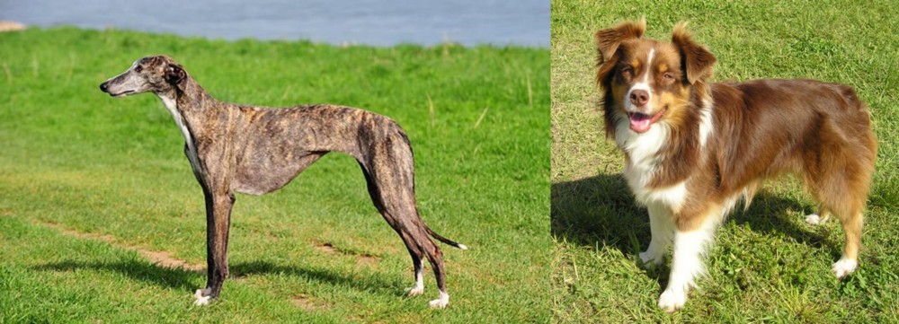 Miniature Australian Shepherd vs Galgo Espanol - Breed Comparison
