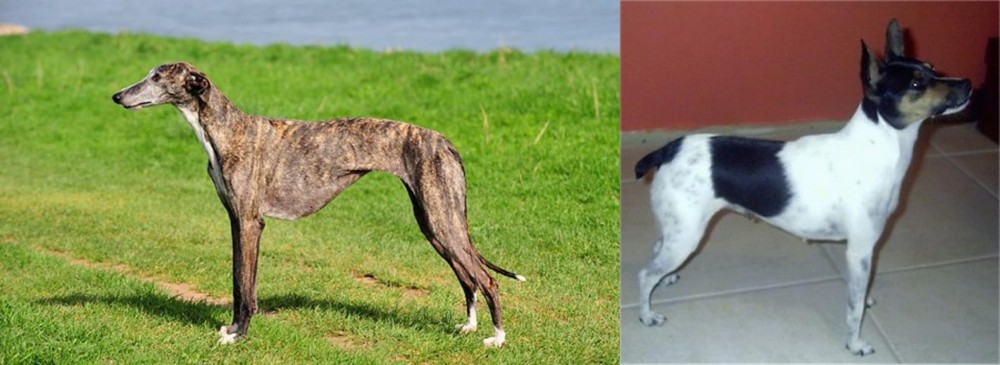 Miniature Fox Terrier vs Galgo Espanol - Breed Comparison