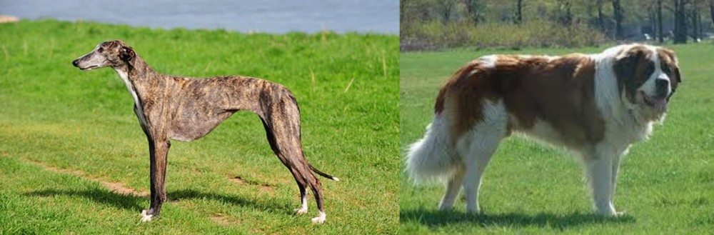 Moscow Watchdog vs Galgo Espanol - Breed Comparison