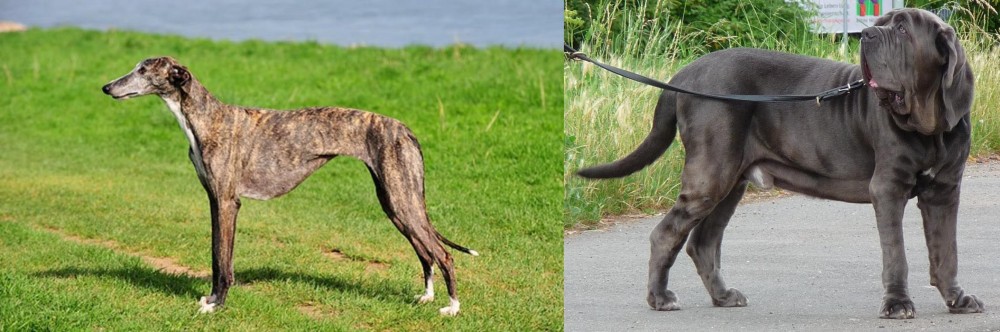 Neapolitan Mastiff vs Galgo Espanol - Breed Comparison