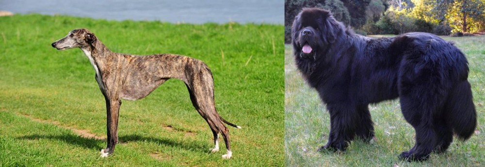 Newfoundland Dog vs Galgo Espanol - Breed Comparison