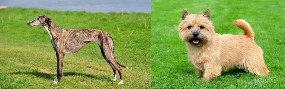 Norwich Terrier vs Galgo Espanol - Breed Comparison