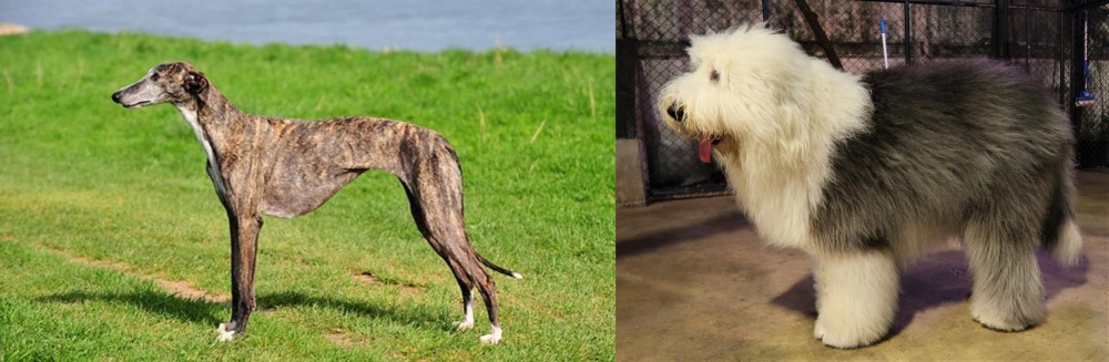 Old English Sheepdog vs Galgo Espanol - Breed Comparison